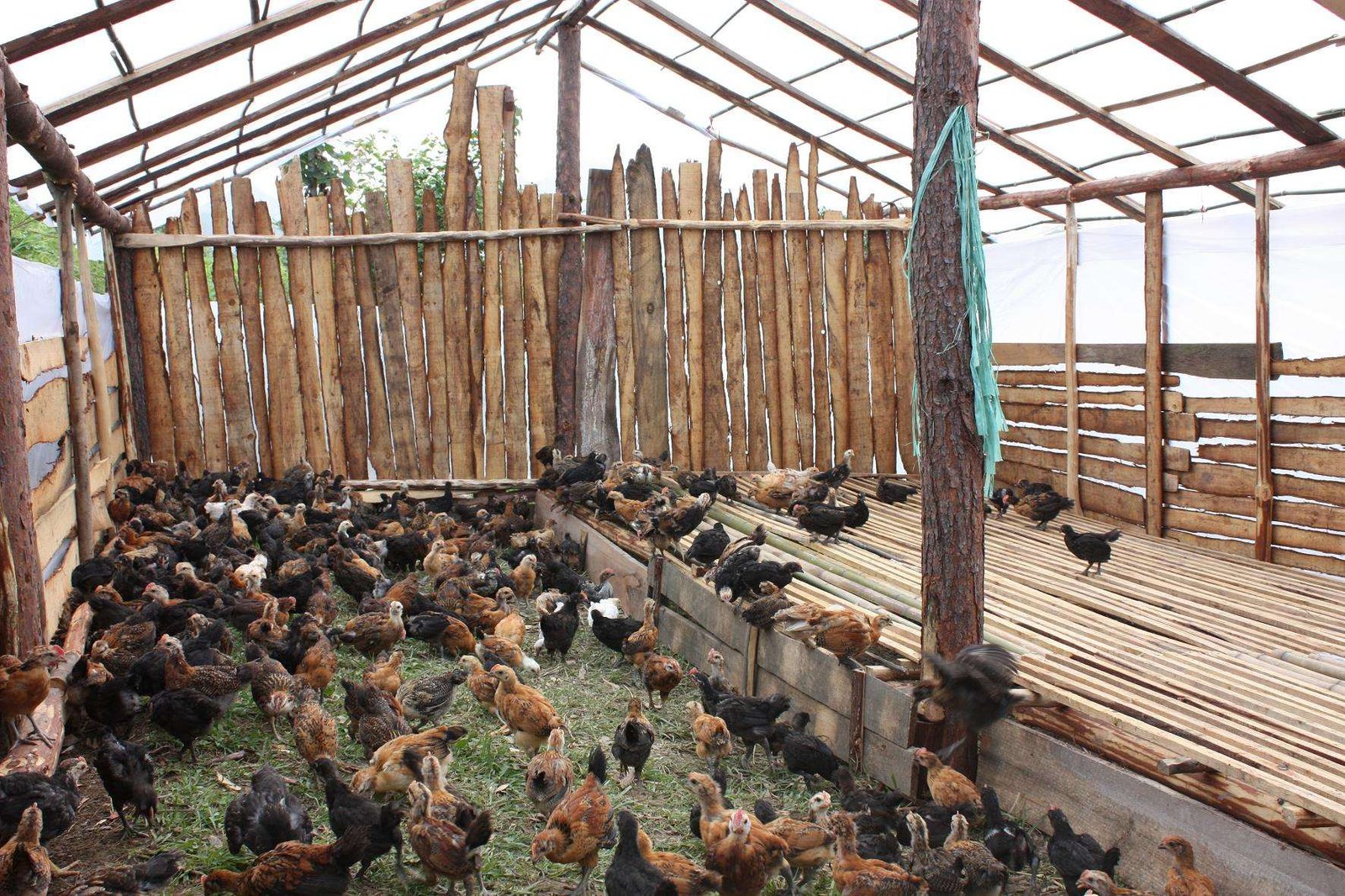 How-to-build-a-commercial-poultry-farm-chicken-house？-traditional-farming