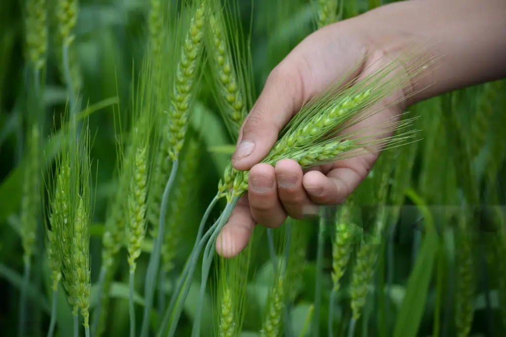 wmremove-transformed-1