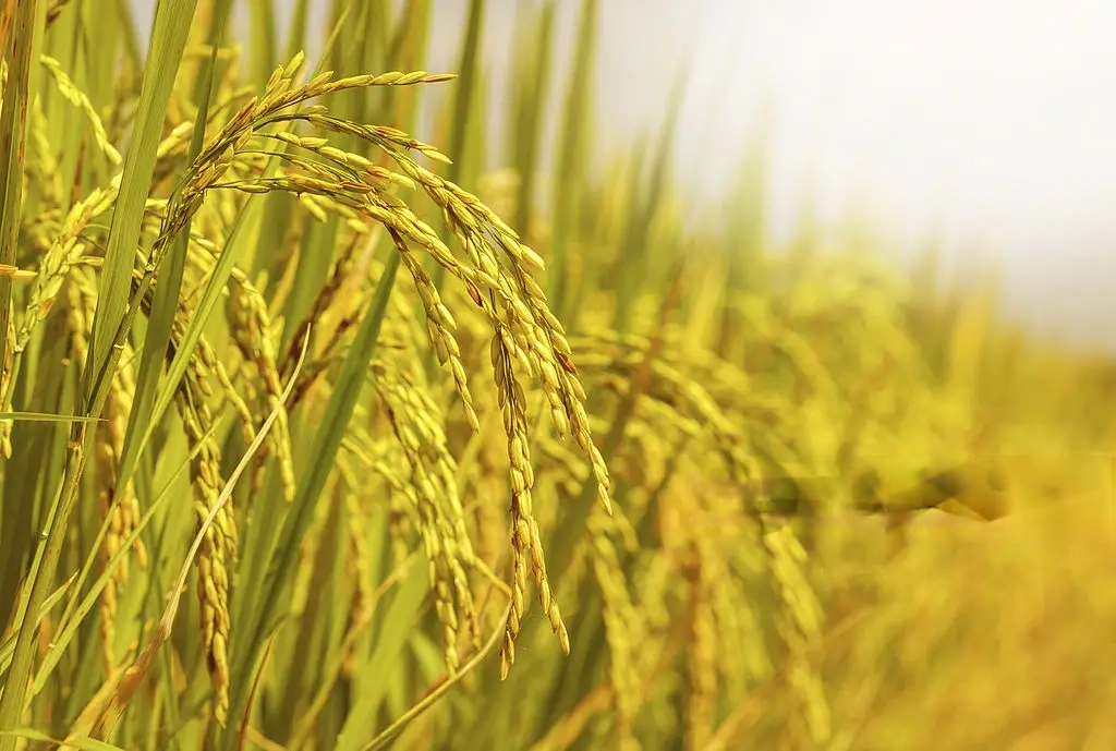 wmremove-transformed